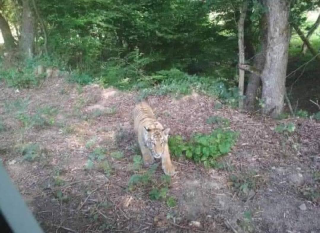 V lesoch východného Slovenska sa pohybuje tiger!