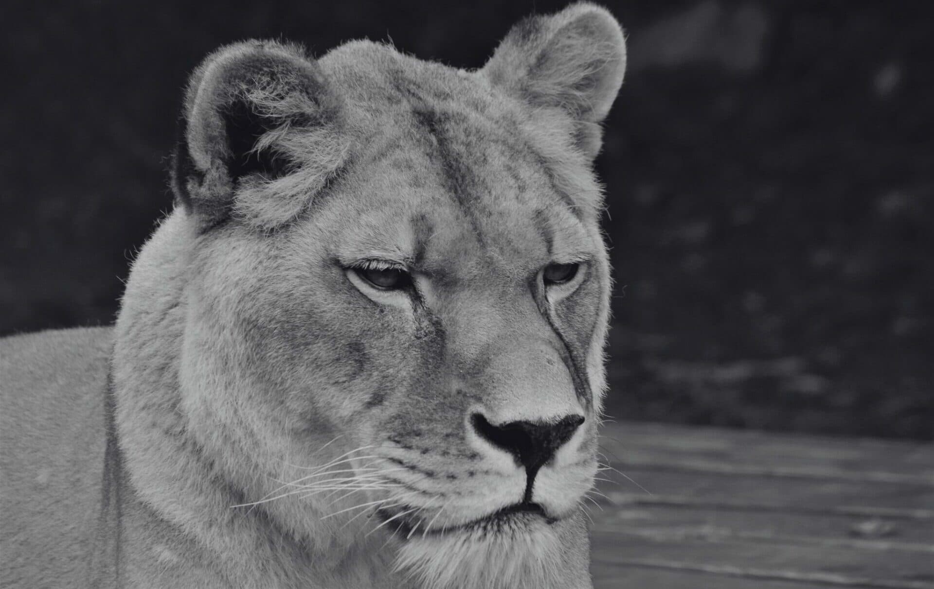 ZOO Košice musela dať utratiť levicu Lauru